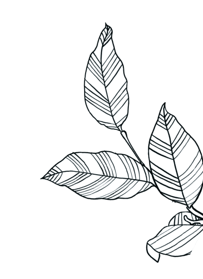 Leaf