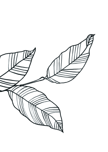 Leaf