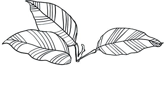 Leafs
