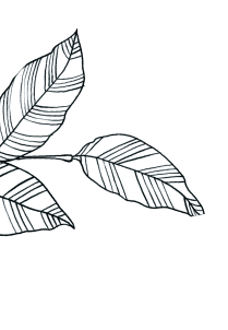 Leaf
