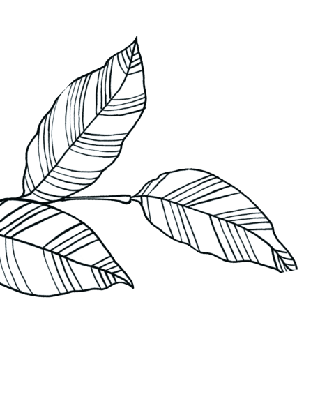 Leaf