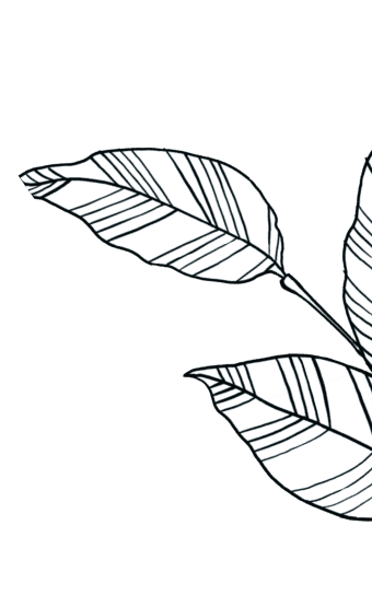 Leaf