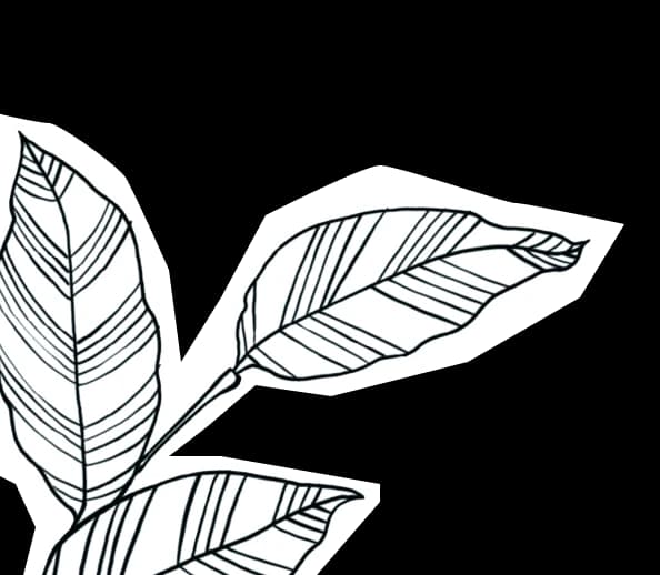 Leaf